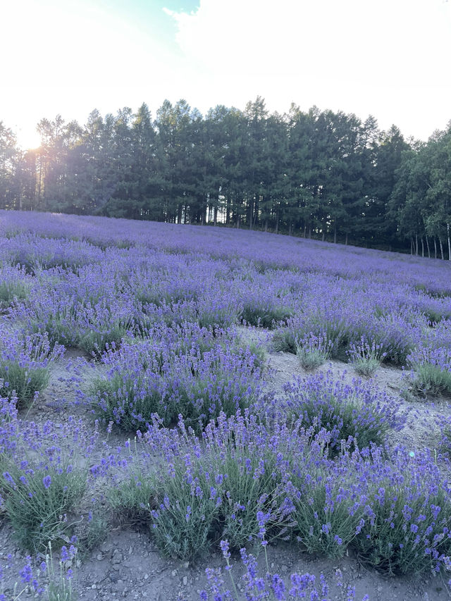 【北海道:富良野】一生に一度は行ってほしい夏の富良野観光！