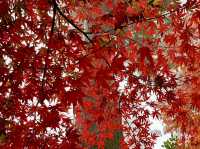 高尾山紅葉-寺廟、鳥居與紅葉融合，形成美麗的風景畫