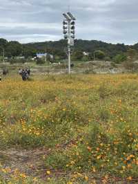 공휴일날 자연과 꽃과 🌸휴식하며 가을나들이하기 🏝️좋은 여주 여행지 추천