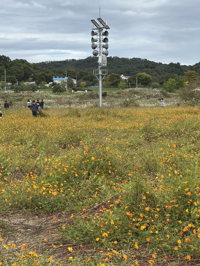 공휴일날 자연과 꽃과 🌸휴식하며 가을나들이하기 🏝️좋은 여주 여행지 추천