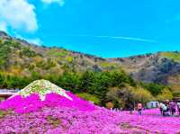 【静岡】絶景✨芝桜が咲き乱れる富士芝桜まつり🌸