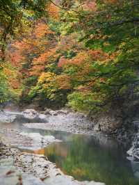【秋田】橋の上から見る紅葉の景色は圧巻‼️東北トップクラスの紅葉スポット✨※攻略付き