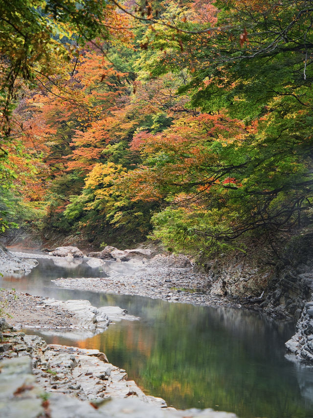 【秋田】橋の上から見る紅葉の景色は圧巻‼️東北トップクラスの紅葉スポット✨※攻略付き