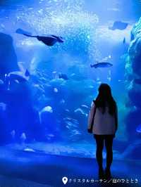 【神奈川県 】まるで海のイルミネーション！？Jewerium（ジュエリウム）が新江ノ島水族館で開催中