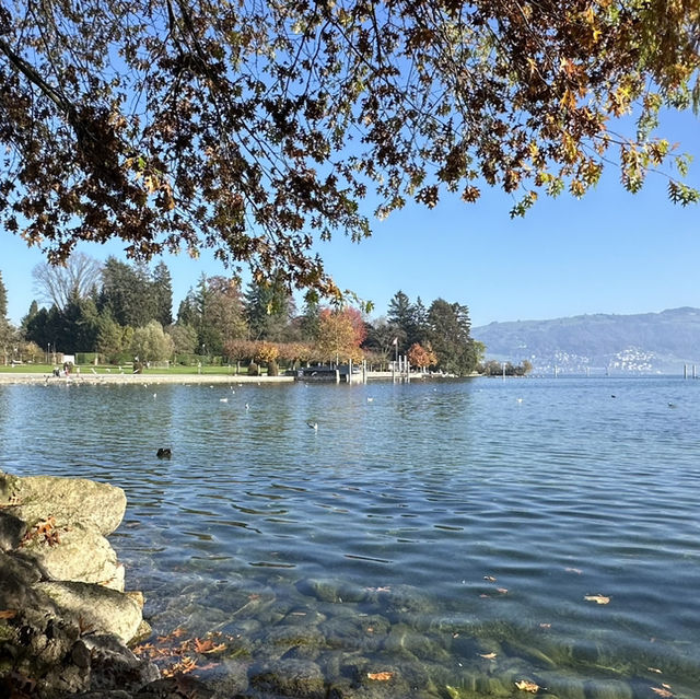 楚格湖畔的美麗公園