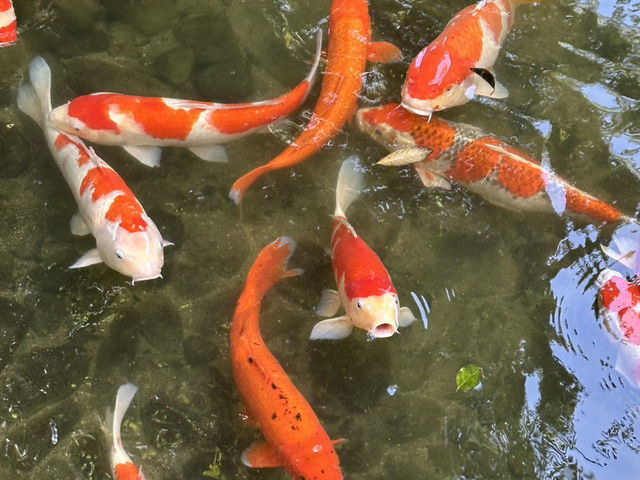 조용한마을 리츠린공원&키쿠게츠테이_일본 소도시 다카마쓰🇯🇵🏯