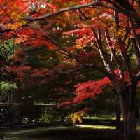 聖福寺：秋意盎然🍂
