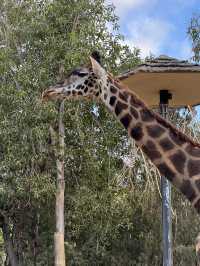 🐻미국 최고의 여행지 샌디에고 동물원 San diego zoo🐒
