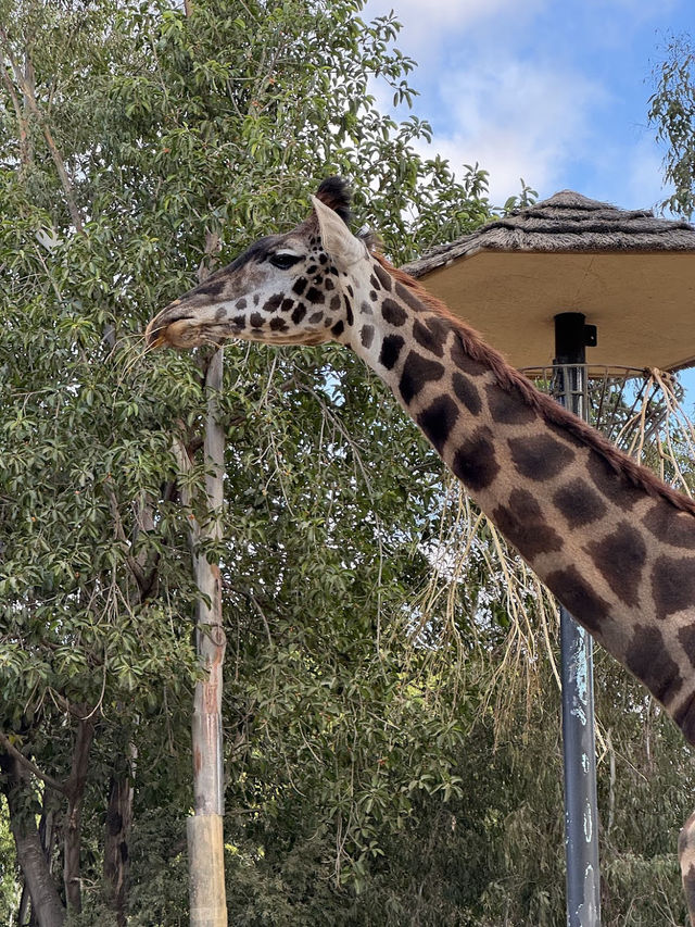 🐻미국 최고의 여행지 샌디에고 동물원 San diego zoo🐒
