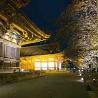 ✨ บรรยากาศสุดฟิน! ชมไฟกลางคืนที่วัดToji, Kyoto✨
