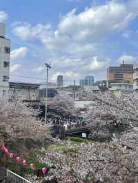 메구로 벚꽃 축제🌸