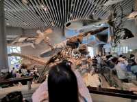 🦕🦓🦌Shanghai natural history museum