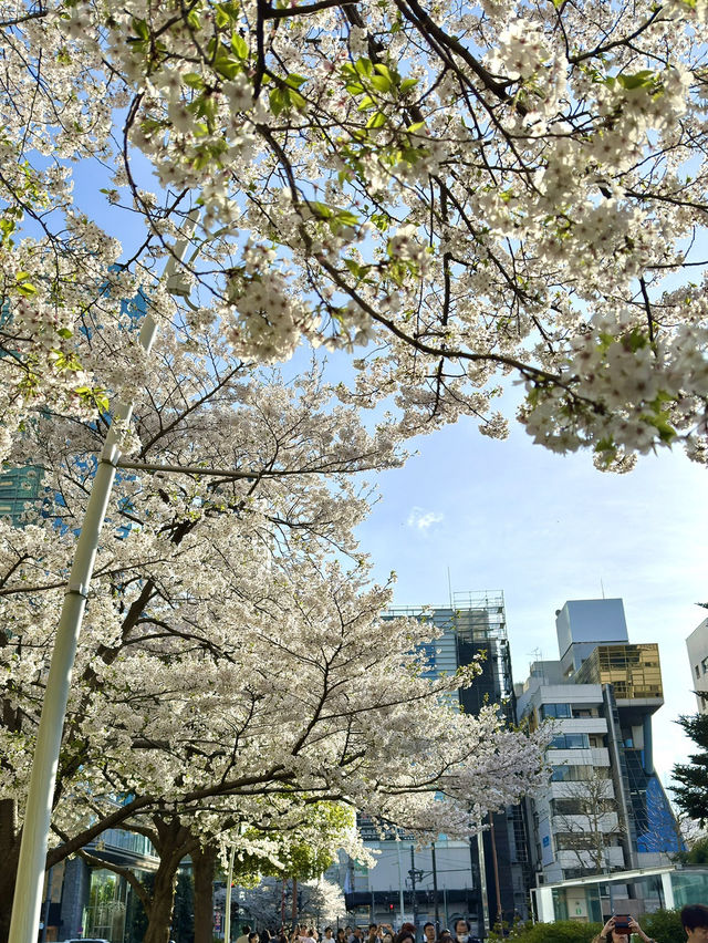 東京　東京観光　ミッドタウンガーデンの桜は最高だったぞ！