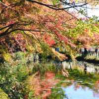  Monet's pond