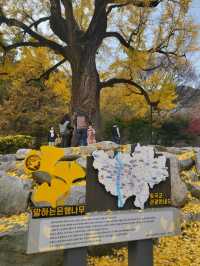 950년된 칠곡 말하는 은행나무