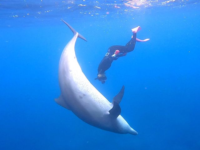 【東京離島】ドルフィンスイムの聖地！絶海の孤島「御蔵島」