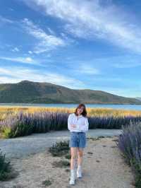 Lake Tekapo ทะเลสาบสีฟ้าที่ถูกต้อง 🩵