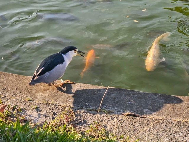 台中最歷史悠久的城市公園