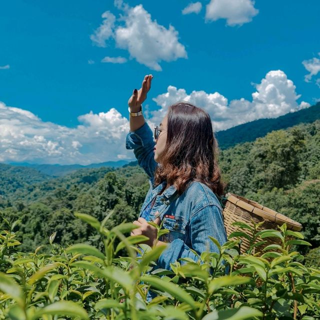 เก็บใบชา ที่ไร่ชาลุงเดช 📍เชียงใหม่