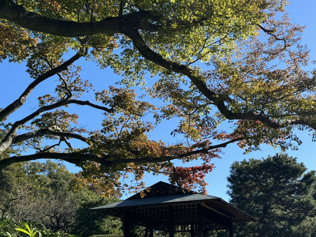 新宿御苑的春日夢幻之旅 🌸✨