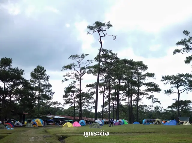 เดินป่า กางเต็นท์ที่ภูกระดึง