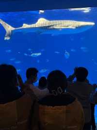 【鹿児島】 いおワールドかごしま水族館🦭