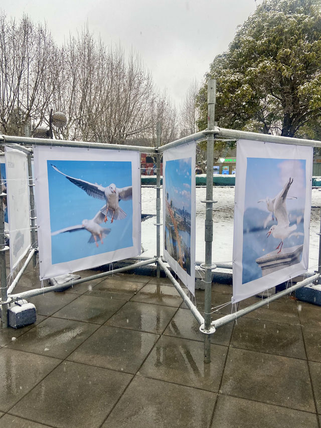 🥰☃️白雪浪漫～昆明滇池必去海埂公園🕊️🌊
