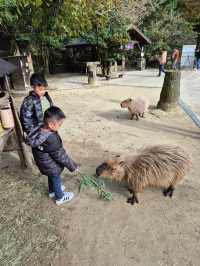 Capybaras in Onsen Bath at Nagasaki Bio Park