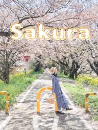 全国のソメイヨシノオススメスポット🌸