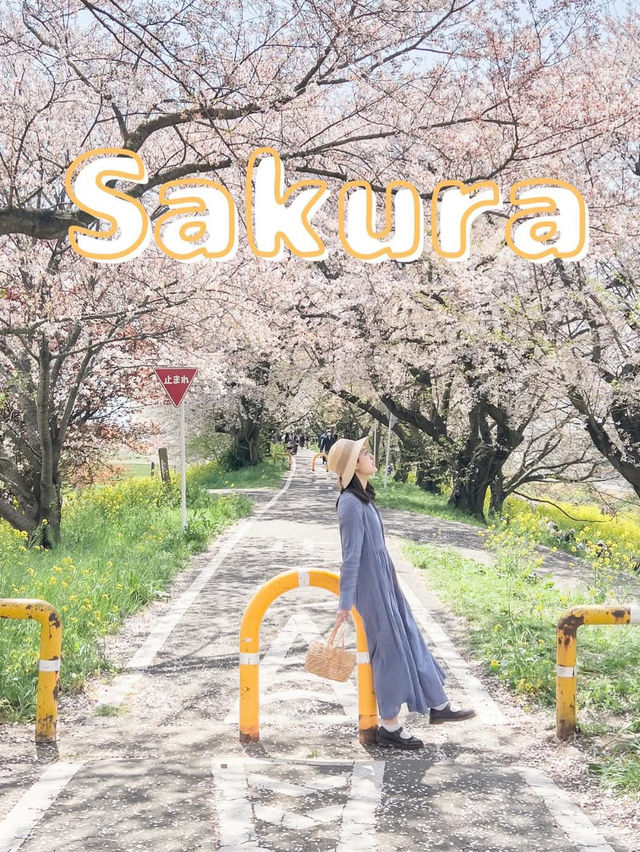 全国のソメイヨシノオススメスポット🌸