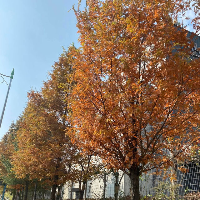 แนะนำวิธีเดินทางไปหมู่บ้าน Eunpyeou Hanok Village