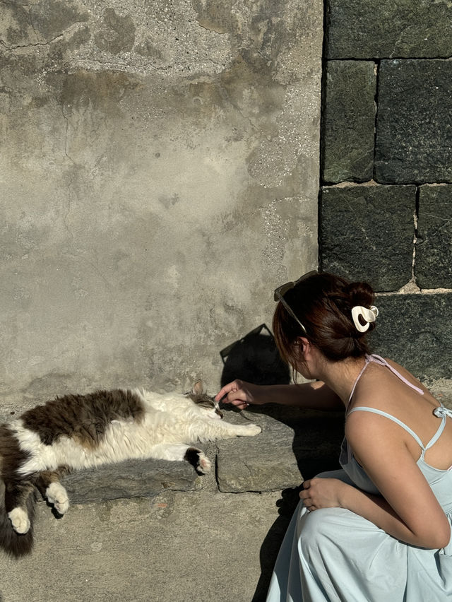 我在五漁村遇上的貓咪🐱～