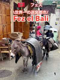 🇲🇦フェズ　Fez el Bali