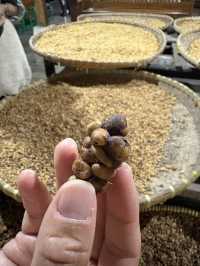 Kopi Luwak Mataram｜免費試喝印尼最貴咖啡☕️必買伴手禮
