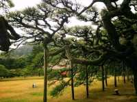 栗林公園-日本回遊式庭園代表，四國賞櫻好去處
