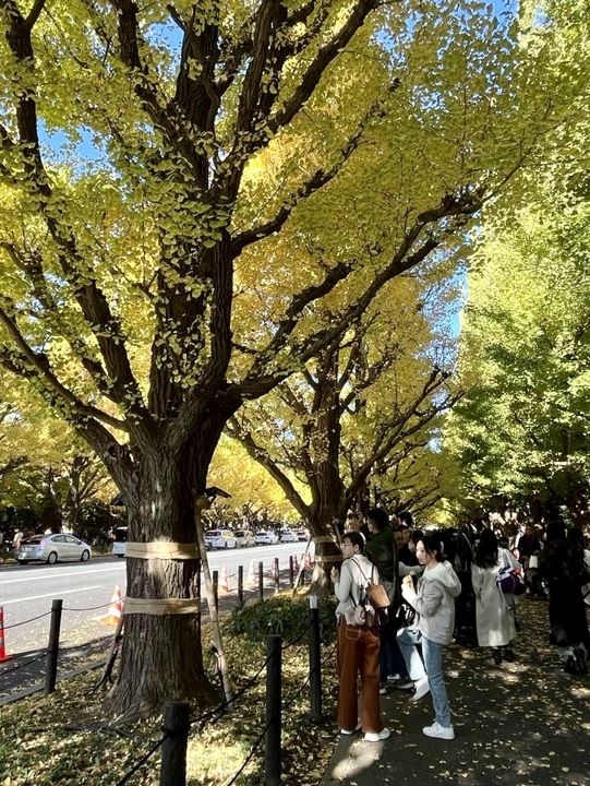 🇯🇵 東京最美銀杏樹大道！