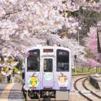 村上牛舌與櫻花隧道慢旅
