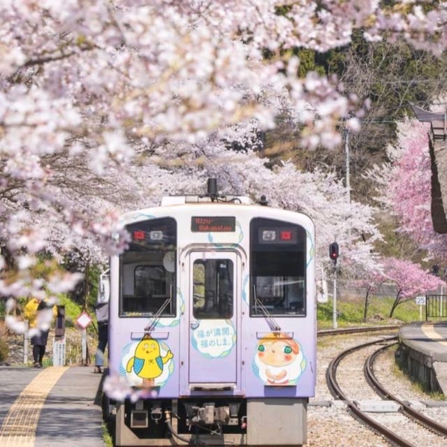 村上牛舌與櫻花隧道慢旅