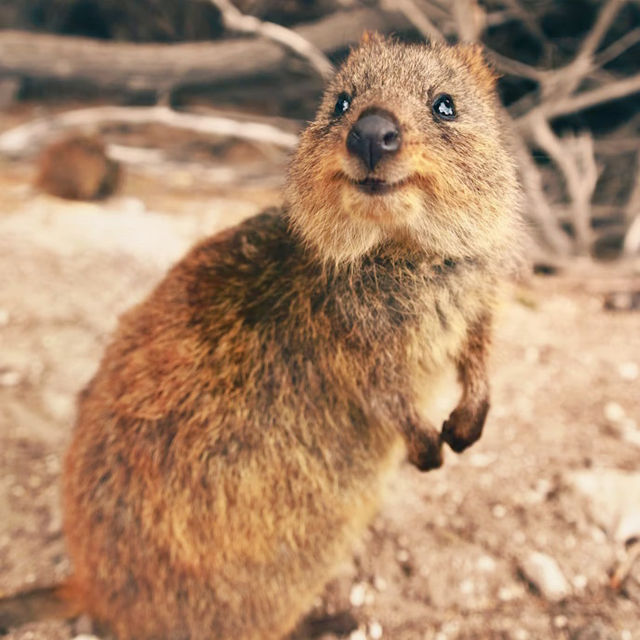 西オーストラリア🇦🇺の魅力✨