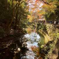 【大阪府】 マイナスイオンを浴びる　in箕面の滝