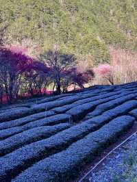 武陵農場櫻花滿開的景色不輸日本喔！
