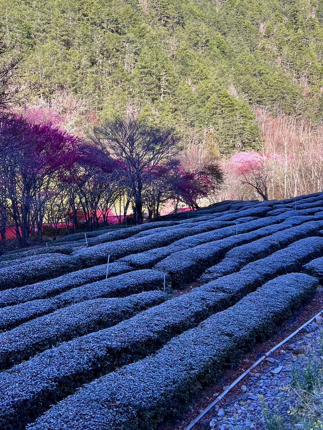 武陵農場櫻花滿開的景色不輸日本喔！