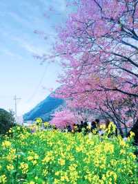 伊豆🌸河津櫻🌸伊豆仙人掌動物園🌸2天遊