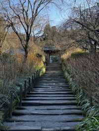 「紫陽花寺」寧靜禪修 鎌倉明月院 #日本古都