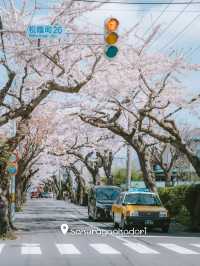 จุดชมซากุระHakodate
