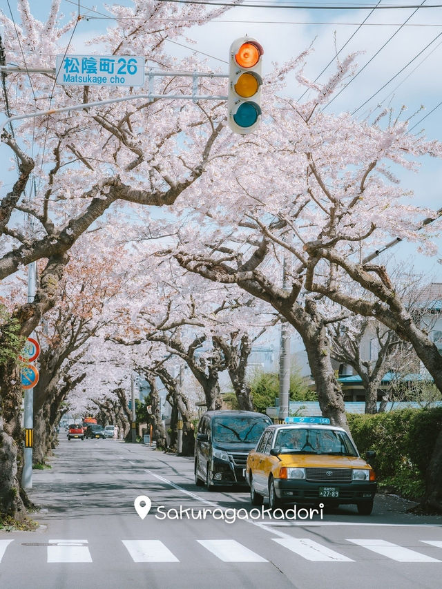 จุดชมซากุระHakodate