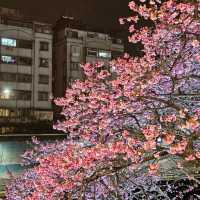 台北內湖免費夜櫻