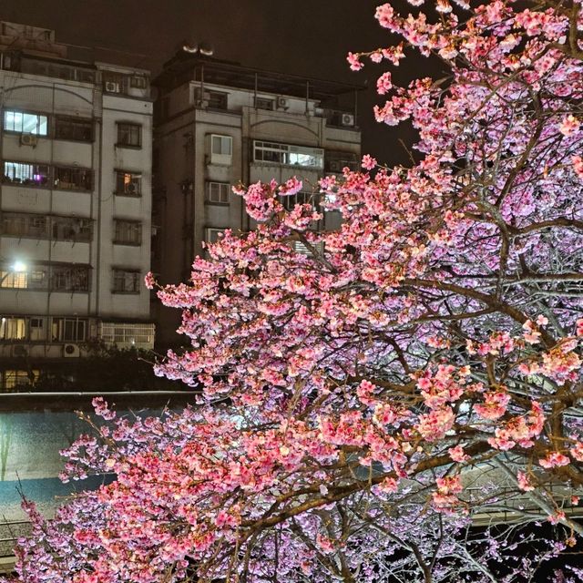 台北內湖免費夜櫻