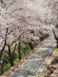 도로 전체가 벚꽃으로 뒤덮이는 십리벚꽃길🌸