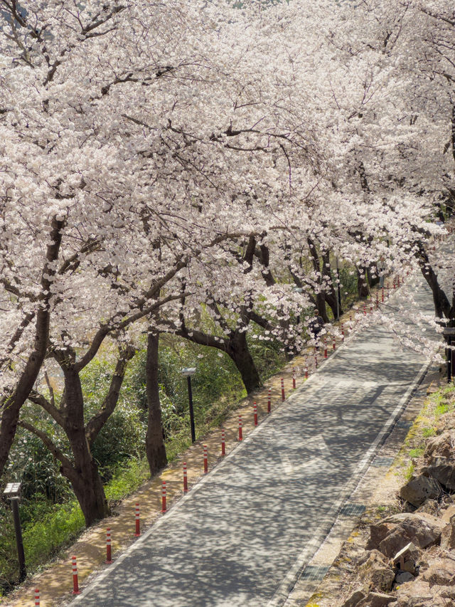도로 전체가 벚꽃으로 뒤덮이는 십리벚꽃길🌸